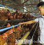 Làm Hàng Gà Ở Mỹ Bao Nhiêu Tiền Việt Nam