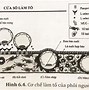 Quá Trình Cạnh Niêm Mạc Chuyển Phôi