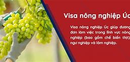 Xuất Khẩu Lao Động Úc Visa Nông Nghiệp Tại Hà Nội